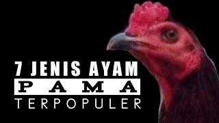 7 Jenis Ayam PAMA Terpopuler Dikalangan Penghobi Dan Peternak Ayam