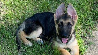 German Shepherd puppy