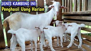 Kambing Jenis Ini Yang Bisa Kasih Duit Tiap Hari