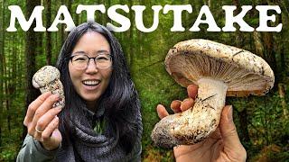 Foraging MATSUTAKE MUSHROOMS ‍🟫 Hunt & Cook: We find CHANTERELLES too!