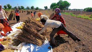 Sesame Farming in gujarat. india || villagelif in gujarat,India