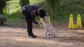 清水家庭犬・警察犬訓練所ラブラドール子犬５ヶ月ネック動画