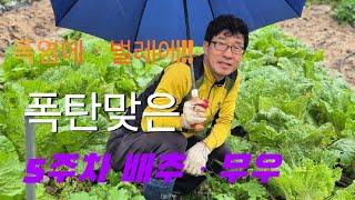 폭탄맞은 5주차 배추 ㆍ무우#배추#무우#고니팜#240921