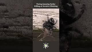 Jumping Spider Killing Stinkbug