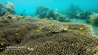 Exploring the Magnificent Coral Reef of Jemeluk Beach, Bali: Freediving Adventure