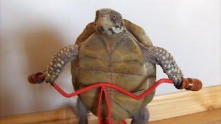 Funny tortoise compilation – Funny animal compilation