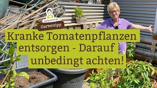 Tomaten entsorgen nach der Braun- und Krautfäule: Was muss man machen und beachten?