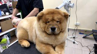 Look who is back today! I need a bigger table! - Chow Chow Grooming