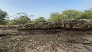 Biggest Python Ever Found