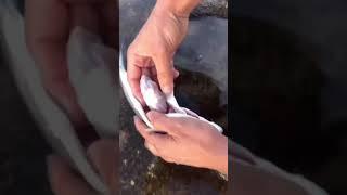 Gut-wrenching video of man finding plastic in fish's stomach in Spain goes viral