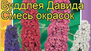 Буддлея давида Смесь окрасок. Краткий обзор, описание характеристик buddleja davidii Smes' okrasok