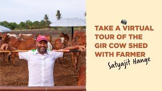 Two Brothers Organic Farms Open Cow Shed - Indian Indigenous Cows (Desi Cows) Gir variety