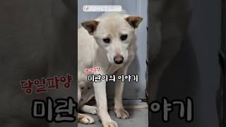  하남시보호소_미란 