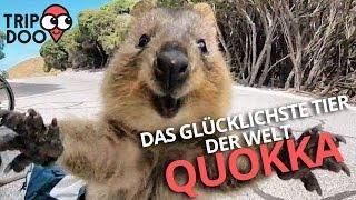 Das glücklichste Tier der Welt! Quokkas aus Australien! | Tripdoo.de