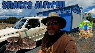 HUGE Snake @ Taterland, Tracker is Home, & River Picnic in Show Low