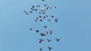 Beautiful Stationary Landing Iraqi Tippler Pigeons