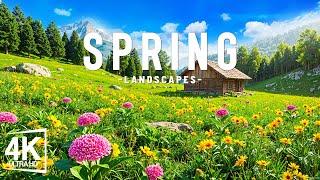 Switzerland in Spring 4K – A Paradise of Blooming Valleys and Snowy Peaks With Relaxing Music