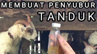 CARA MERAWAT TANDUK DOMBA GARUT || Perawatan Harian