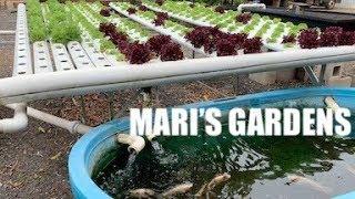 MARI'S GARDENS || HOLO HOLO ADVENTURES