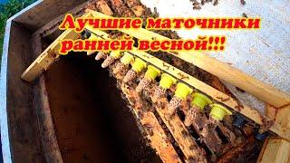 ПЧЕЛОВОД СДЕЛАЙ ТАК КАК Я И ПОЛУЧИШЬ ХОРОШИХ КРУПНЫХ МАТОК РАННЕЙ ВЕСНОЙ