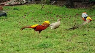 Silver pheasant, Red golden pheasant, Lady amherst Pheasant dancing together