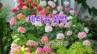 2022년 02월 04일 제라늄꽃밭 / Pelagonium/ Geranium Flowers