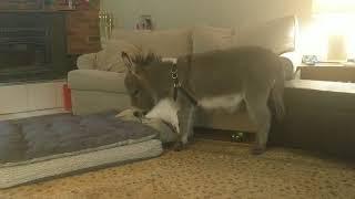 Tiny Tim The Donkey Goes Night Night