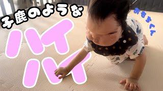 【よちよちハイハイ】新しいお部屋に、おもちくんの反応やいかに？【1歳8ヶ月】