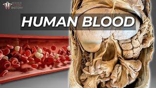 How Your Body Makes Blood