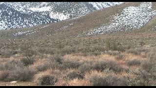 Thanksgiving Mule Deer in Inyo County