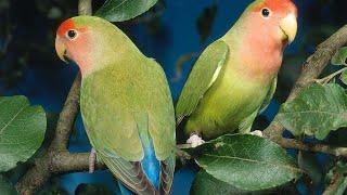 UNBOXING..!!! Burung Love Birtd Non Kleep( Agapornis Roseicollis / Muka Salem )