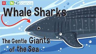 Whale Sharks - The Gentle Giants of the Sea