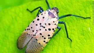 Spotted lanternflies sighted in Finger LakesThis ad will end in 14 seconds