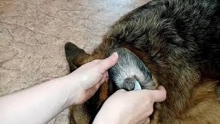 Отодектоз (ушной клещ) у собаки / отзыв на капли "Отидез"