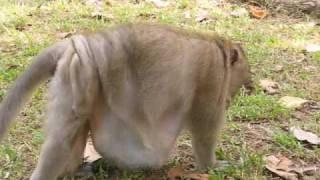 Angkor Wat's Chunky Monkeys, Cambodia