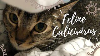 Cat Flu - Feline Calicivirus (FCV) : Causes, Clinical Signs, Treatment & Prevention