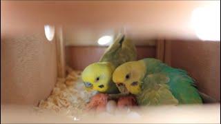 A Hopeful Budgie Breeding Update