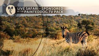 LIVE Safari Sponsored by the Painteddog.tv Pack | 4 October 2024