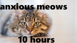 Anxious Cat Meows (10 hours)