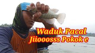 WADUK PACAL BOJONEGORO MASIH MANTAP | MANCING NILA LIAR UMPAN LUMUT | MANCING NYOBOK