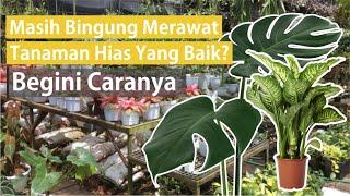 Tips Merawat Tanaman Hias Untuk Pemula