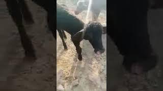 buffalo's and buffalo babies calf cattle farm