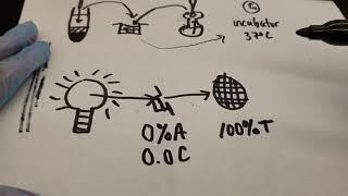 Chemistry:  How Spectrophotometry Determines Clinical Lab Results