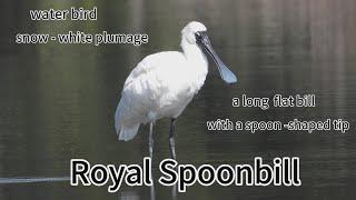 Royal spoonbill，it’s beak like spoon，when foraging，swing their beak from side to side to detect prey
