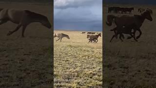 Мұғалжар жылқысы #каналға тіркел кетіңіздер #подпишись #reels #horse #лошадки #подпишись #animals