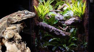 Bioactive Gargoyle Gecko Vivarium