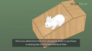 How to Take Care of a Pregnant Rabbit