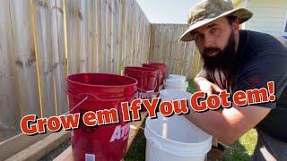 Growing Potatoes in Five Gallon Buckets