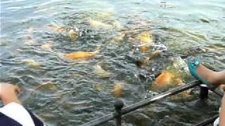 Feeding the Fishies - People's Park Nanning China