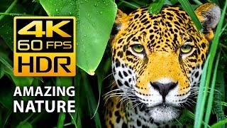 Самые красивые цвета природы в 4K HDR 60 FPS - Разноцветные животные. Антистрессовая музыка